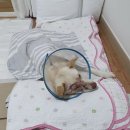 알지 아라 이미지