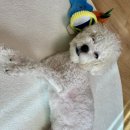 우리동네펫 | 펫시터 어플 월리│우리 동네 반려동물 돌봄 펫시터 찾기!