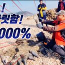 11월 29일 영흥도 주간해루질 흥분 10,000 % 이미지