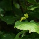 하천리-7 이미지