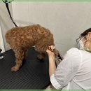 선사애견 이미지