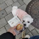 [정보] 강아지 고양이 편의점 하계점 이용후기
