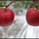 쌍둥농장 이미지