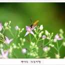 꿩의비름 이미지