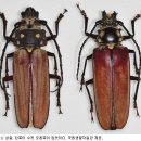 하늘소 이미지