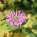 베르가못(Bergamot) 이미지