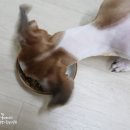 퍼피몽몽 이미지