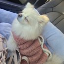 몽호텔 | 해운대 애견미용 후기, 호텔·유치원까지 갖춘 몽아띠