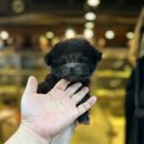 타이니켄넬 이미지