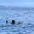 항도야영장 | (3박4일 아이와 남해여행) 남해 몽돌해수욕장 ; 항도몽돌해변 스노클링 스팟으로 추천