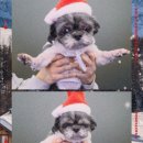 몽실펫 | 시흥무인펫샵 추천｜애견용품점 ‘견생냥품 시흥은계점‘ 럭키박스 언박싱 후기!