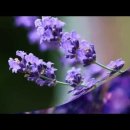  Mozart Piano Concerto No.21 Andante 이미지
