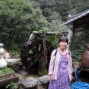 용문산약초 Daum카페