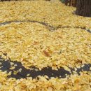 황금방석 이미지