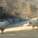 인천목장 이미지