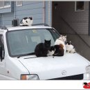 원조들마루