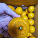 향노지 | 바티가다 고당도 타이벡귤 노지한라봉 추천후기