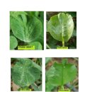 한잎클로버 이미지