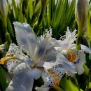 아이리스 이미지