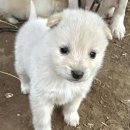 아기강아지 이미지