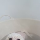 숑숑펫살롱 이미지