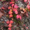 161021 곤지암 화담숲에서 ~ 투구꽃, 해국, 산수국, 담쟁이 넝쿨 이미지