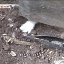 거안농장