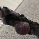 수색동물병원 이미지