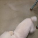 와니펫싸롱 이미지