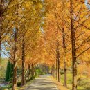 물향기공원 | 서울근교 단풍명소 BEST4 | 물향기수목원·우리꽃식물원·월화원·마장호수