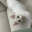 이룸외과동물병원 이미지