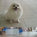 복슬 강아지미용실 이미지