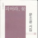 피어라꽃