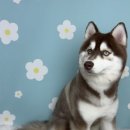 딩동 펫 살롱 이미지