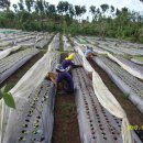 수필농장 이미지