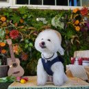 장재로 | [김해 애견운동장] 김해 애견카페,애견운동장 장재로 167 솔직후기 🐶