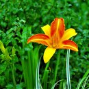 데이릴리(Daylily) 이미지