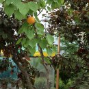 살구나무집민박 이미지