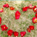 서천 마량리 동백나무 숲 이미지