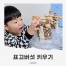 학교생각키우기 | 표고버섯키우기 체험 집에서 표고버섯재배 후기