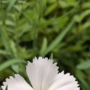 작은 수첩 1355 - 내가 먼저 하자 이미지