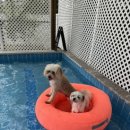 까사델뻬로 이미지