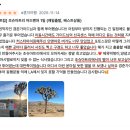 초야농장 | LA 근교 여행 코스 : 조슈아트리 국립공원 투어, 팜스프링스 여행, 윈드밀, 살베이션 마운틴