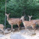 신흥사슴농장 이미지