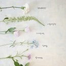 레이니플라워