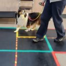 하울 애견 유치원 이미지