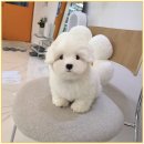 꼬숑