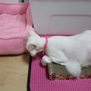 파주고양이 미용실 이미지