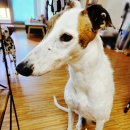 더킨피드 이미지