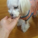 오거닉펫케어